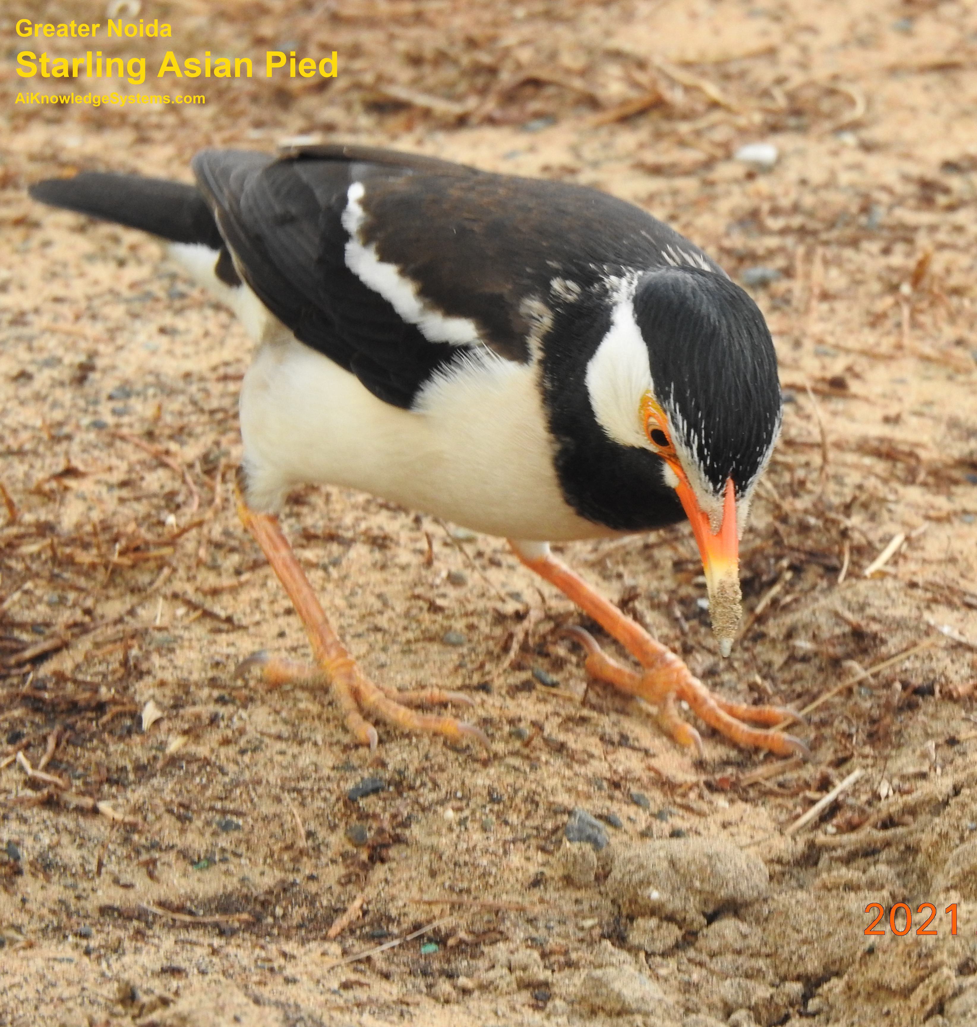 Starling Asian Pied (12) Coming Soon